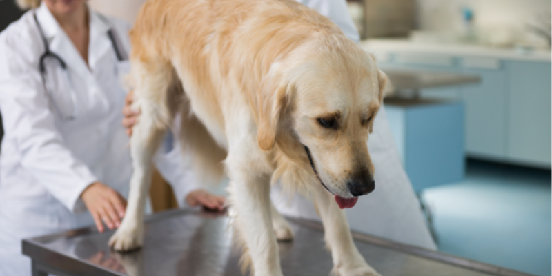  Animal Emergency & Referral Center of Minnesota, board-certified veterinary oncologist, bone cancer, bone cancer in dogs, bone cancer in cats, bone cancer in pets, cancer in pets, cat cancer, dog cancer, Minnesota veterinary oncologist, osteosarcoma, osteosarcoma in cats, osteosarcoma in dogs, osteosarcoma in dogs, pet cancer, pet health, Twin Cities veterinary oncologist, veterinary oncology