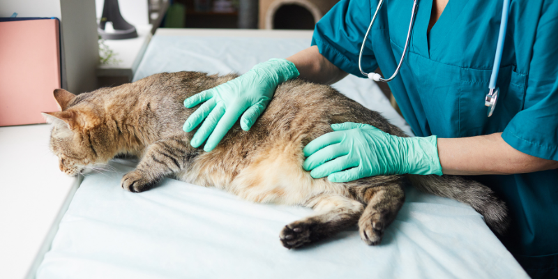  Animal Emergency & Referral Center of Minnesota, board-certified veterinary oncologist, bone cancer, bone cancer in dogs, bone cancer in cats, bone cancer in pets, cancer in pets, cat cancer, dog cancer, Minnesota veterinary oncologist, osteosarcoma, osteosarcoma in cats, osteosarcoma in dogs, osteosarcoma in dogs, pet cancer, pet health, Twin Cities veterinary oncologist, veterinary oncology