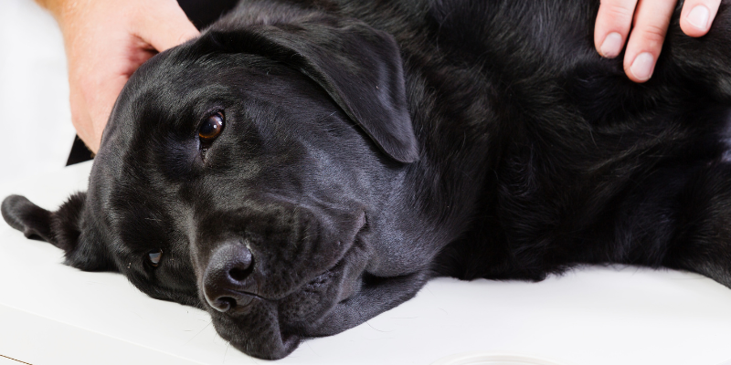 pet emergencies, types of pet emergencies, non-toxin pet emergencies, Minnesota animal emergency hospital, Twin Cities animal emergency hospital, Animal Emergency & Referral Center of Minnesota, Twin Cities emergency vet, Minnesota emergency vet, Oakdale emergency vet, St. Paul emergency vet, pet health, veterinary medicine, emergency veterinary care