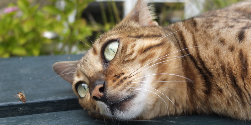 pet emergencies, types of pet emergencies, non-toxin pet emergencies, Minnesota animal emergency hospital, Twin Cities animal emergency hospital, Animal Emergency & Referral Center of Minnesota, Twin Cities emergency vet, Minnesota emergency vet, Oakdale emergency vet, St. Paul emergency vet, pet health, veterinary medicine, emergency veterinary care