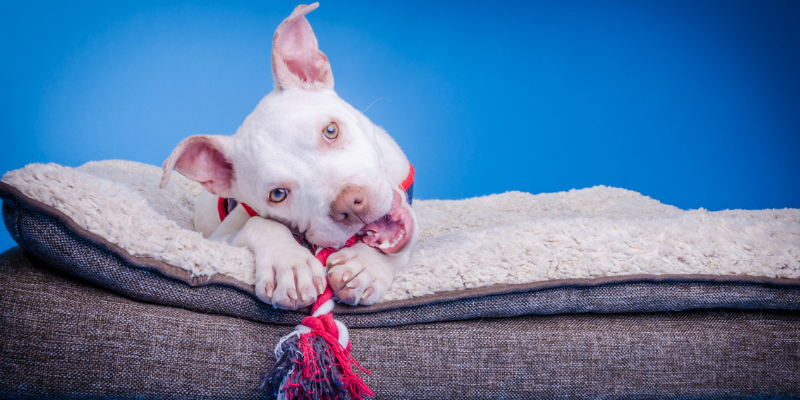 pet emergencies, types of pet emergencies, non-toxin pet emergencies, Minnesota animal emergency hospital, Twin Cities animal emergency hospital, Animal Emergency & Referral Center of Minnesota, Twin Cities emergency vet, Minnesota emergency vet, Oakdale emergency vet, St. Paul emergency vet, pet health, veterinary medicine, emergency veterinary care