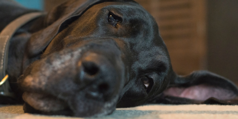 pet emergencies, types of pet emergencies, non-toxin pet emergencies, Minnesota animal emergency hospital, Twin Cities animal emergency hospital, Animal Emergency & Referral Center of Minnesota, Twin Cities emergency vet, Minnesota emergency vet, Oakdale emergency vet, St. Paul emergency vet, pet health, veterinary medicine, emergency veterinary care