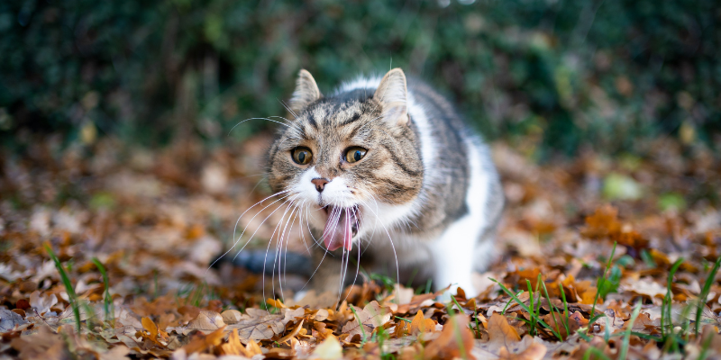 pet emergencies, types of pet emergencies, non-toxin pet emergencies, Minnesota animal emergency hospital, Twin Cities animal emergency hospital, Animal Emergency & Referral Center of Minnesota, Twin Cities emergency vet, Minnesota emergency vet, Oakdale emergency vet, St. Paul emergency vet, pet health, veterinary medicine, emergency veterinary care