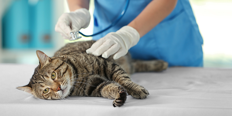 pet emergencies, types of pet emergencies, non-toxin pet emergencies, Minnesota animal emergency hospital, Twin Cities animal emergency hospital, Animal Emergency & Referral Center of Minnesota, Twin Cities emergency vet, Minnesota emergency vet, Oakdale emergency vet, St. Paul emergency vet, pet health, veterinary medicine, emergency veterinary care