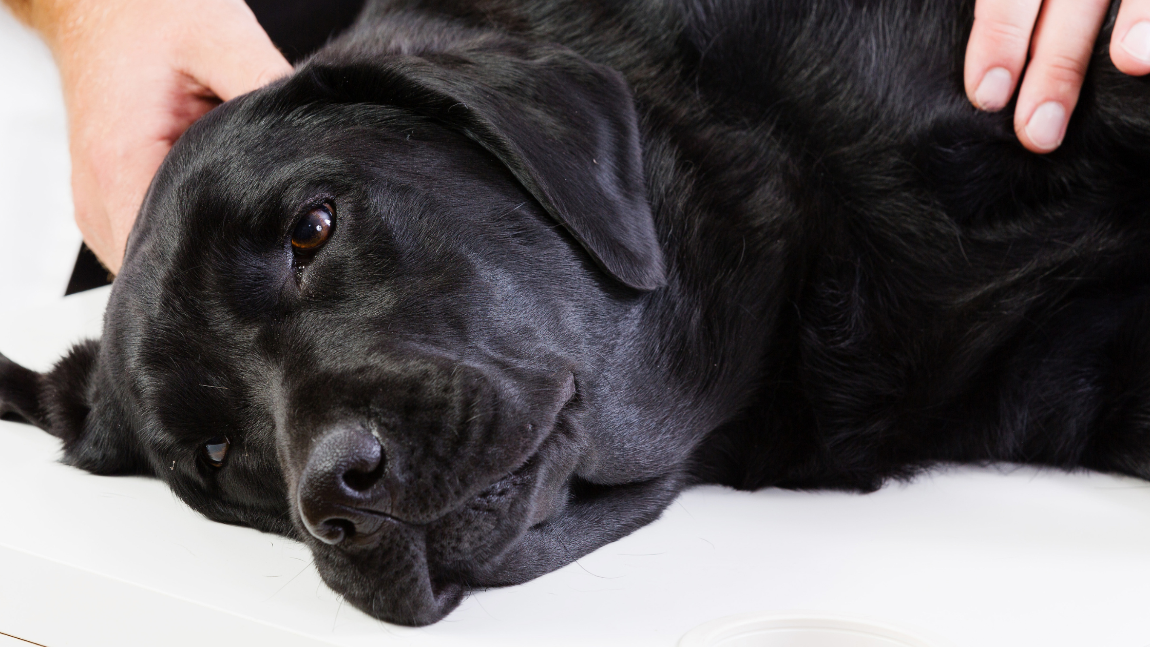 5 Most Common Non-Toxin Pet Emergencies