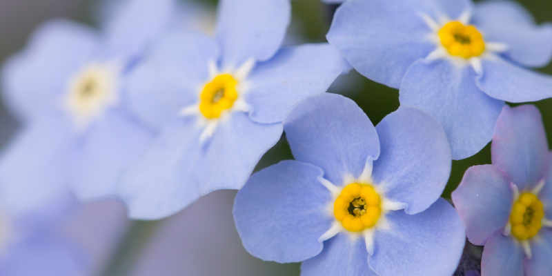 pet loss, grieving the loss of a pet, ways to memorialize a pet, pet loss for kids, pet loss for children, helping kids grieve, Animal Emergency & Referral Center of Minnesota, Animal Human Bond Social Worker