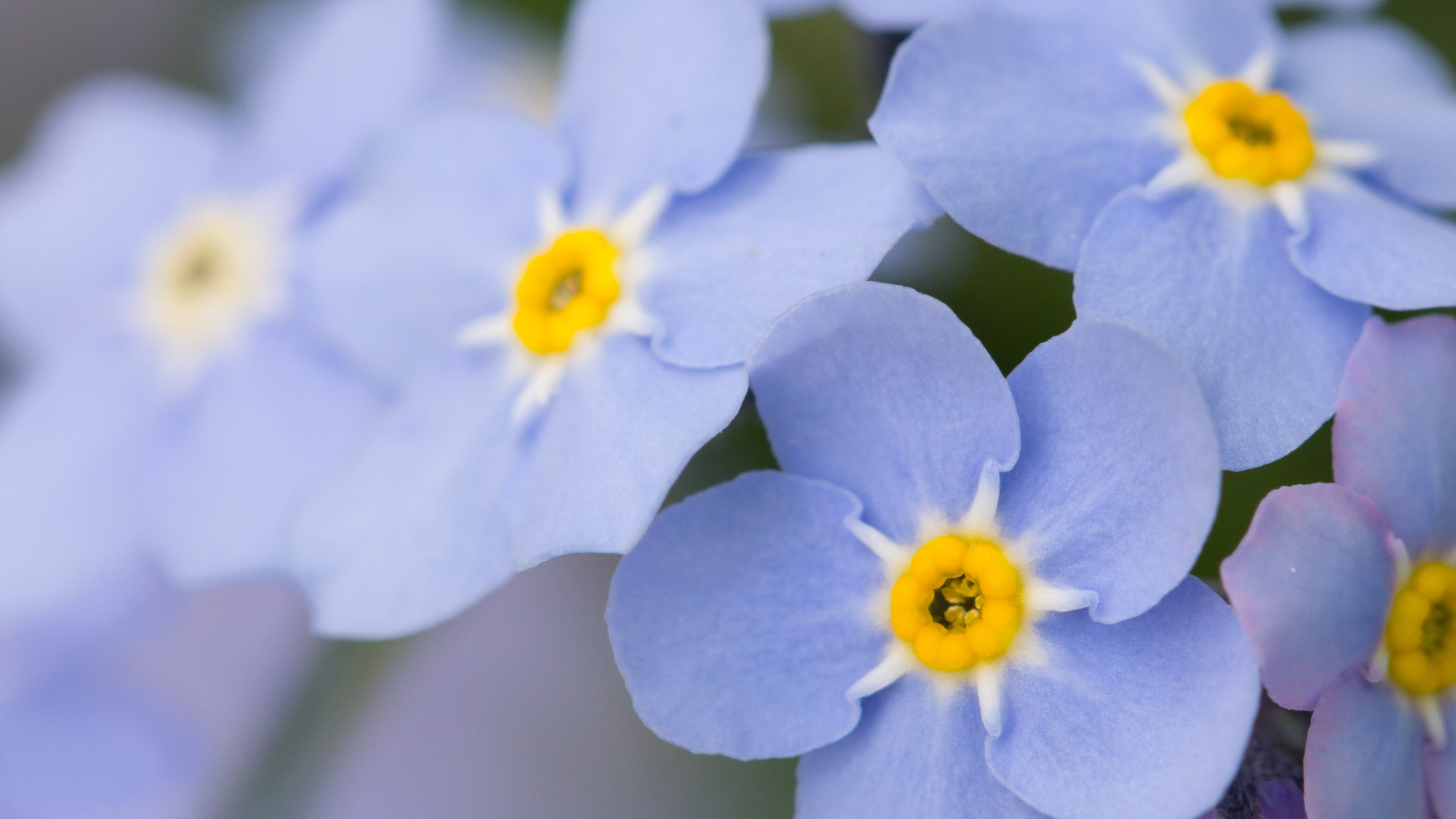 Helping Children Grieve the Loss of a Pet