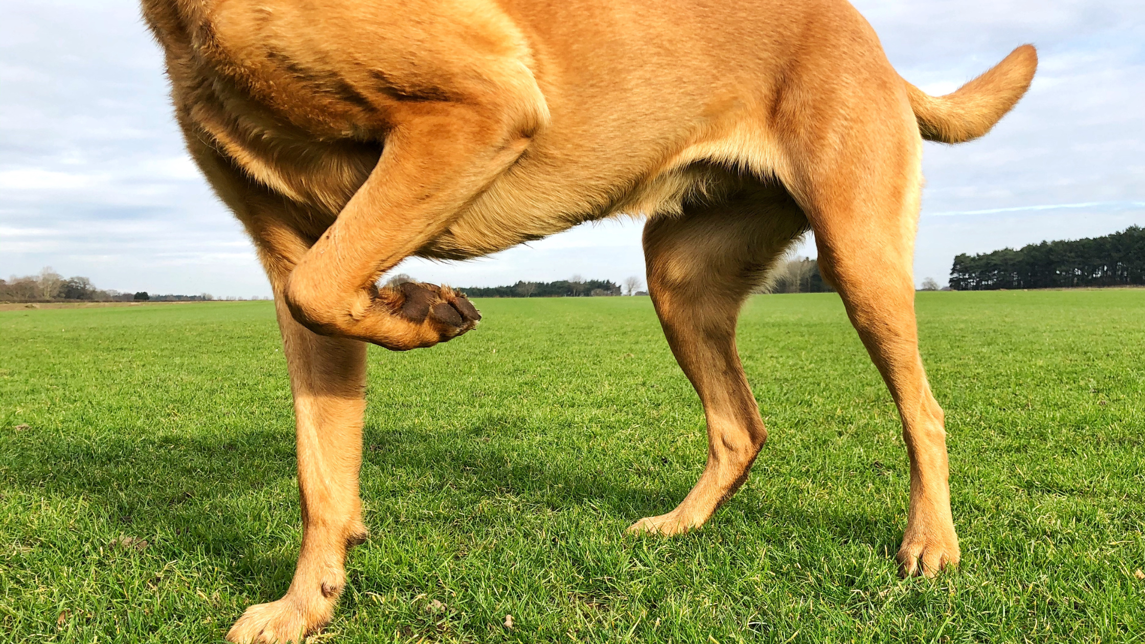 Why is My Pet Limping?