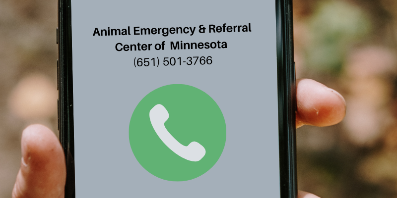 pet emergency, veterinary emergency, severe pet injuries, profuse bleeding in pets, pet first aid, pet health, Animal Emergency & Referral Center of Minnesota, Twin Cities emergency vet, Minnesota emergency vet 