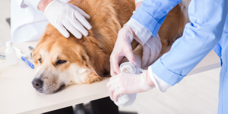 pet emergency, veterinary emergency, severe pet injuries, profuse bleeding in pets, pet first aid, pet health, Animal Emergency & Referral Center of Minnesota, Twin Cities emergency vet, Minnesota emergency vet 