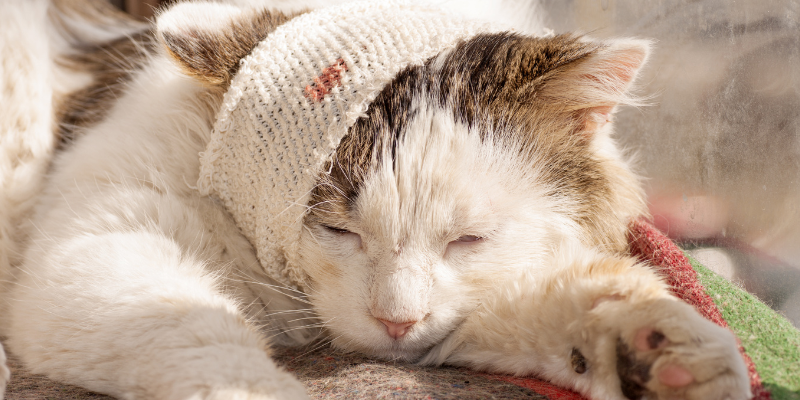 pet emergency, veterinary emergency, severe pet injuries, profuse bleeding in pets, pet first aid, pet health, Animal Emergency & Referral Center of Minnesota, Twin Cities emergency vet, Minnesota emergency vet 