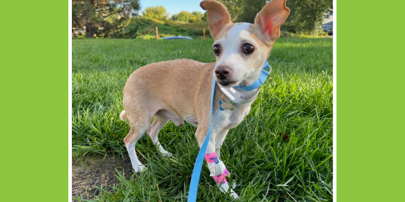 Fur-Tunately: Stories of Animal Survival, Animal Emergency & Referral Center of Minnesota, Cardiology Service, Twin Cities emergency vet, Saint Paul emergency vet, Minnesota emergency vet, Twin Cities animal emergency hospital, Saint Paul animal emergency hospital, Twin Cities veterinary cardiologist, Minnesota veterinary cardiologist, pet emergency, sudden collapse in pets, grain-free diets, arrythmias, electrocardiography, degenerative valve disease, congestive left-sided heart failure, pet heart health, pet cardiology, veterinary cardiology