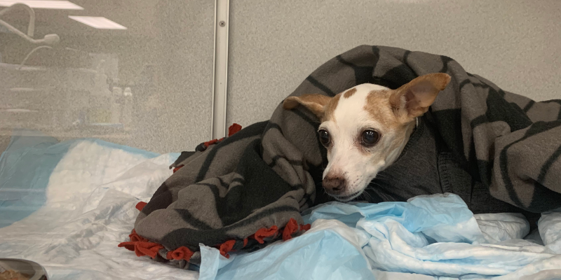 Fur-Tunately: Stories of Animal Survival, Animal Emergency & Referral Center of Minnesota, Cardiology Service, Twin Cities emergency vet, Saint Paul emergency vet, Minnesota emergency vet, Twin Cities animal emergency hospital, Saint Paul animal emergency hospital, Twin Cities veterinary cardiologist, Minnesota veterinary cardiologist, pet emergency, sudden collapse in pets, grain-free diets, arrythmias, electrocardiography, degenerative valve disease, congestive left-sided heart failure, pet heart health, pet cardiology, veterinary cardiology