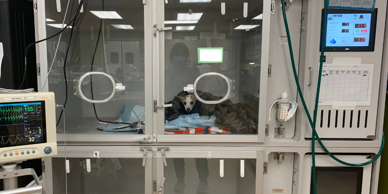 Fur-Tunately: Stories of Animal Survival, Animal Emergency & Referral Center of Minnesota, Cardiology Service, Twin Cities emergency vet, Saint Paul emergency vet, Minnesota emergency vet, Twin Cities animal emergency hospital, Saint Paul animal emergency hospital, Twin Cities veterinary cardiologist, Minnesota veterinary cardiologist, pet emergency, sudden collapse in pets, grain-free diets, arrythmias, electrocardiography, degenerative valve disease, congestive left-sided heart failure, pet heart health, pet cardiology, veterinary cardiology