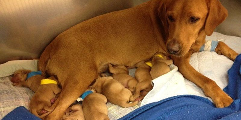 mom dog with puppies, pet emergencies, emergency pet surgery, veterinary surgery, Twin Cities board-certified veterinary surgeon, Minnesota board-certified veterinary surgeon, Animal Emergency & Referral Center of Minnesota, veterinary surgery, emergency veterinary surgery, most common reasons for pets to need emergency surgery