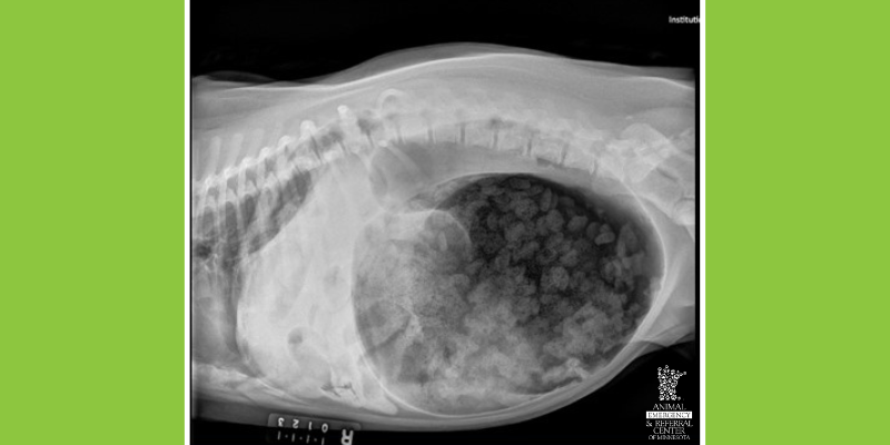 x-rays, GDV, pet emergencies, emergency pet surgery, veterinary surgery, Twin Cities board-certified veterinary surgeon, Minnesota board-certified veterinary surgeon, Animal Emergency & Referral Center of Minnesota, veterinary surgery, emergency veterinary surgery, most common reasons for pets to need emergency surgery