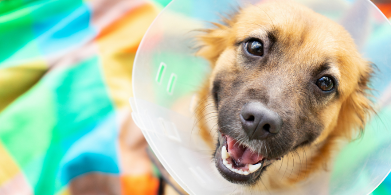 dog, e-collar, pet emergencies, emergency pet surgery, veterinary surgery, Twin Cities board-certified veterinary surgeon, Minnesota board-certified veterinary surgeon, Animal Emergency & Referral Center of Minnesota, veterinary surgery, emergency veterinary surgery, most common reasons for pets to need emergency surgery