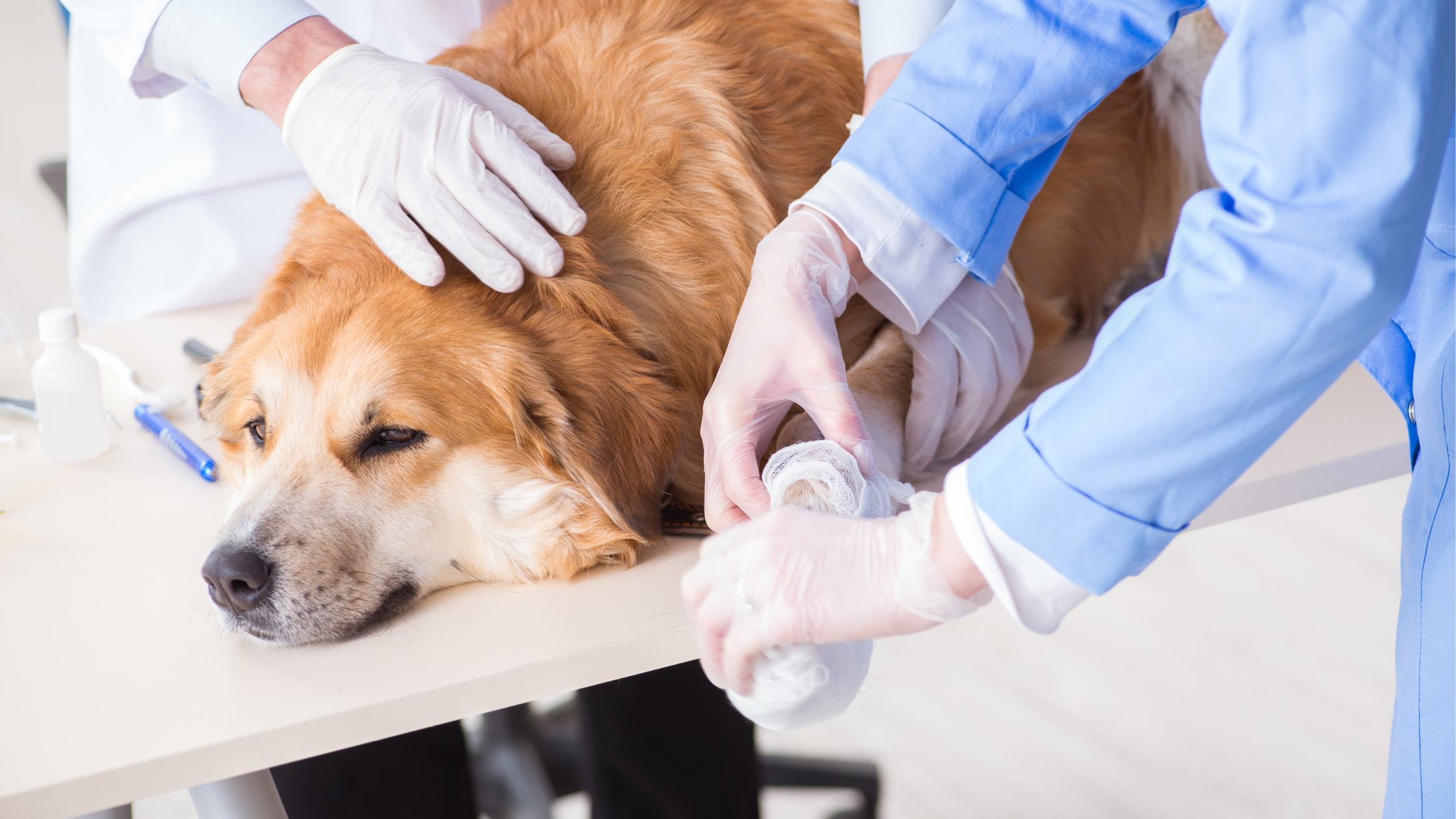 5 Tips on How to Help Pets with Severe Injuries & Profuse Bleeding