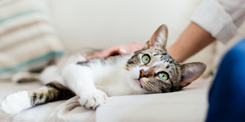 cat, cat owner, pet health, pet health tips, veterinary, veterinary medicine, Animal Emergency & Referral Center of Minnesota