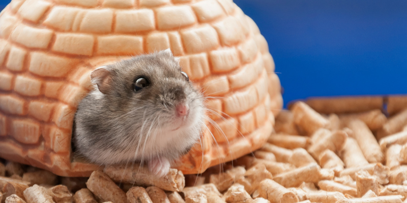 rat, enrichment, igloo, pet health, pet health tips, veterinary, veterinary medicine, Animal Emergency & Referral Center of Minnesota