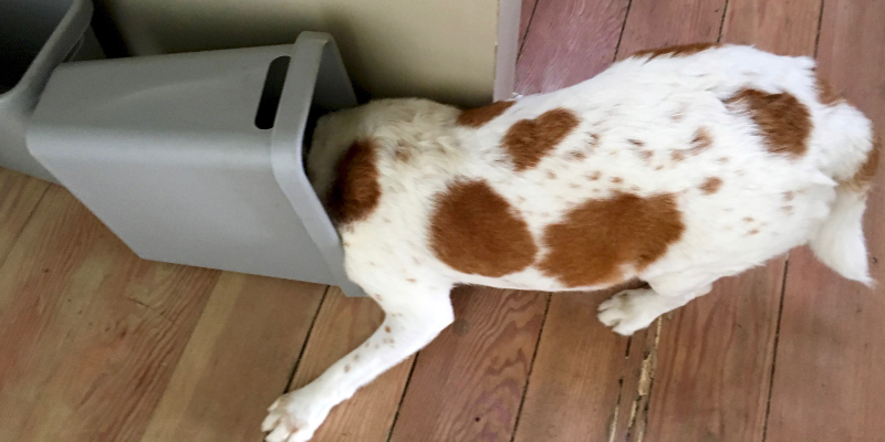 dog, digging through trash, pet health, pet health tips, veterinary, veterinary medicine, Animal Emergency & Referral Center of Minnesota