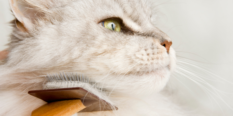 cat, groom, brush, pet health, pet health tips, veterinary, veterinary medicine, Animal Emergency & Referral Center of Minnesota