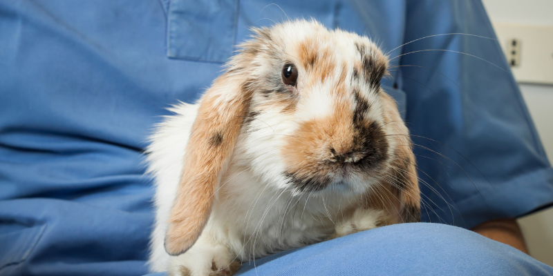 rabbit, pet health, pet health tips, veterinary, veterinary medicine, Animal Emergency & Referral Center of Minnesota