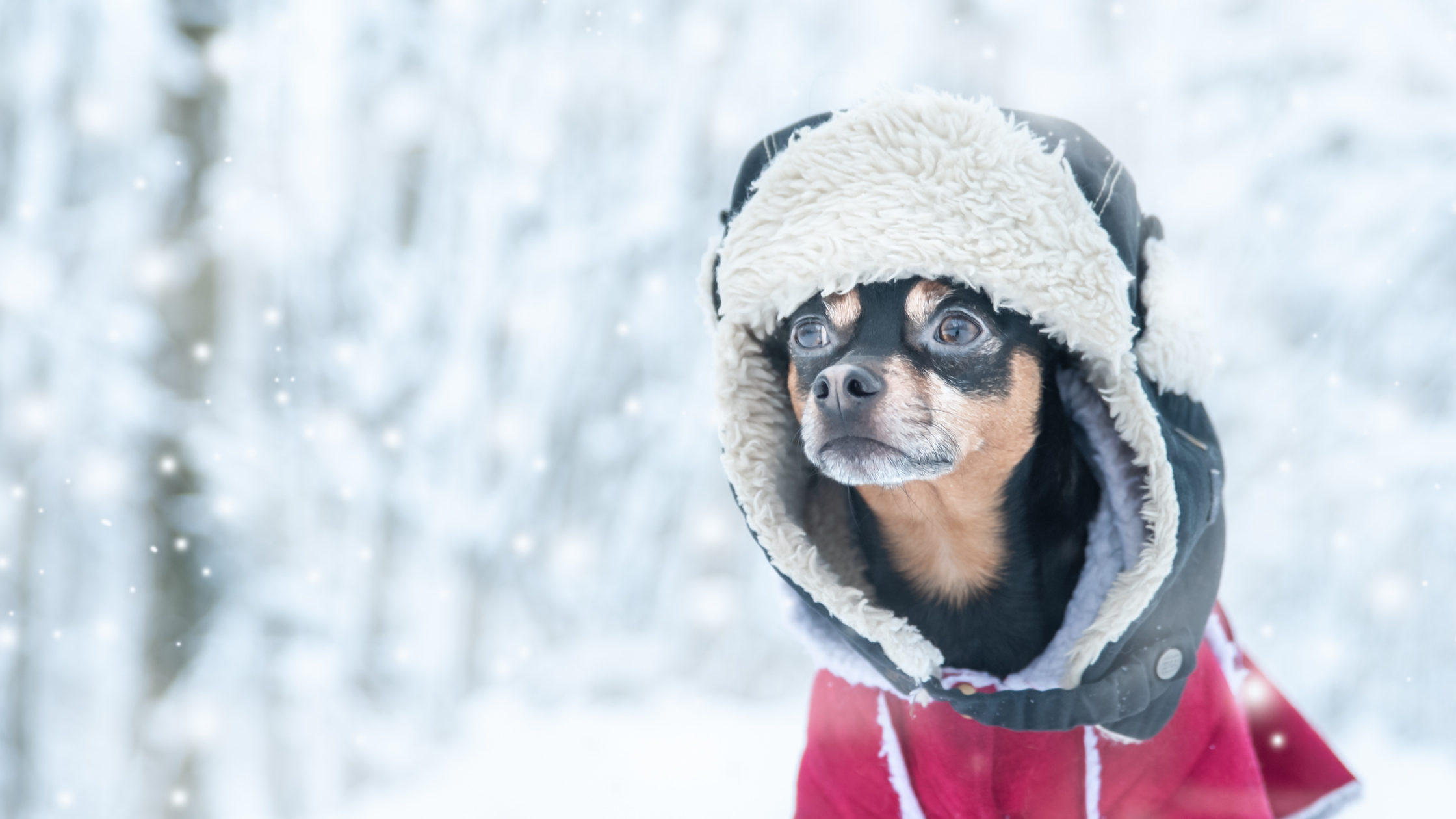 10 Common Winter Pet Hazards