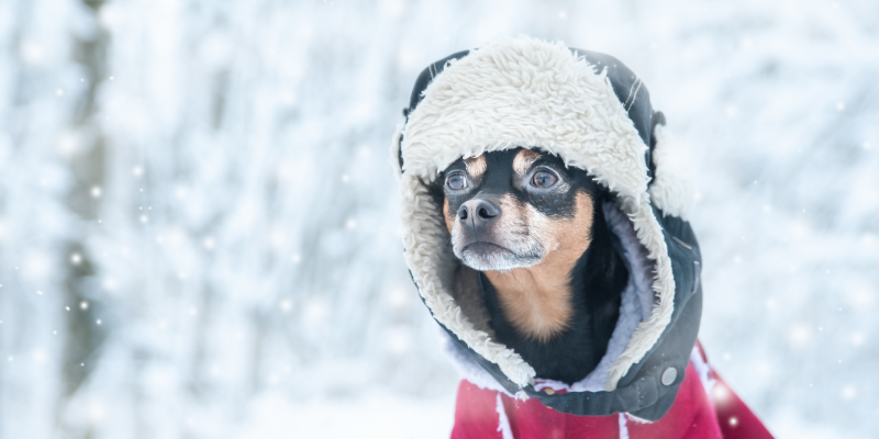 winter pet hazards, holiday pet hazards, cold weather pet hazards, pet safety, emergency vet, animal emergency hospital, Animal Emergency & Referral Center of Minnesota, Twin Cities emergency vet, Minnesota emergency vet