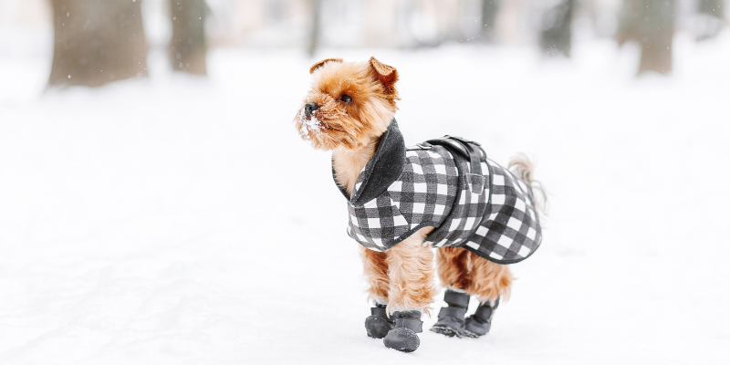 winter pet hazards, holiday pet hazards, cold weather pet hazards, pet safety, emergency vet, animal emergency hospital, Animal Emergency & Referral Center of Minnesota, Twin Cities emergency vet, Minnesota emergency vet