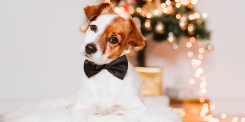 vet approved stocking stuffers for dogs, holiday dog gifts, dog gift guide, holiday gifts for dogs, Twin Cities holiday gift guide for dogs, Twin Cities dog gift guide, Animal Emergency & Referral Center of Minnesota, Twin Cities emergency vet, dog gifts, dog stocking stuffers