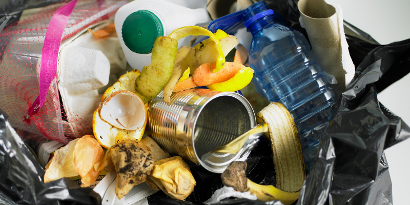 trash, mold, Kwanzaa pet dangers, Kwanzaa pet hazards, Kwanzaa pet gifts, Animal Emergency & Referral Center of Minnesota, Twin Cities emergency vet, Saint Paul emergency vet, Oakdale emergency vet, pet toxins, pet hazards, pet dangers