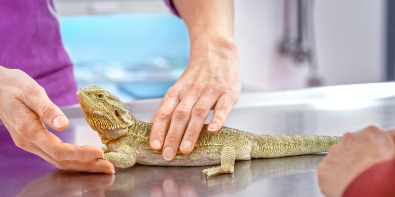 bearded dragon, vet, pet health, pet health tips, veterinary, veterinary medicine, Animal Emergency & Referral Center of Minnesota