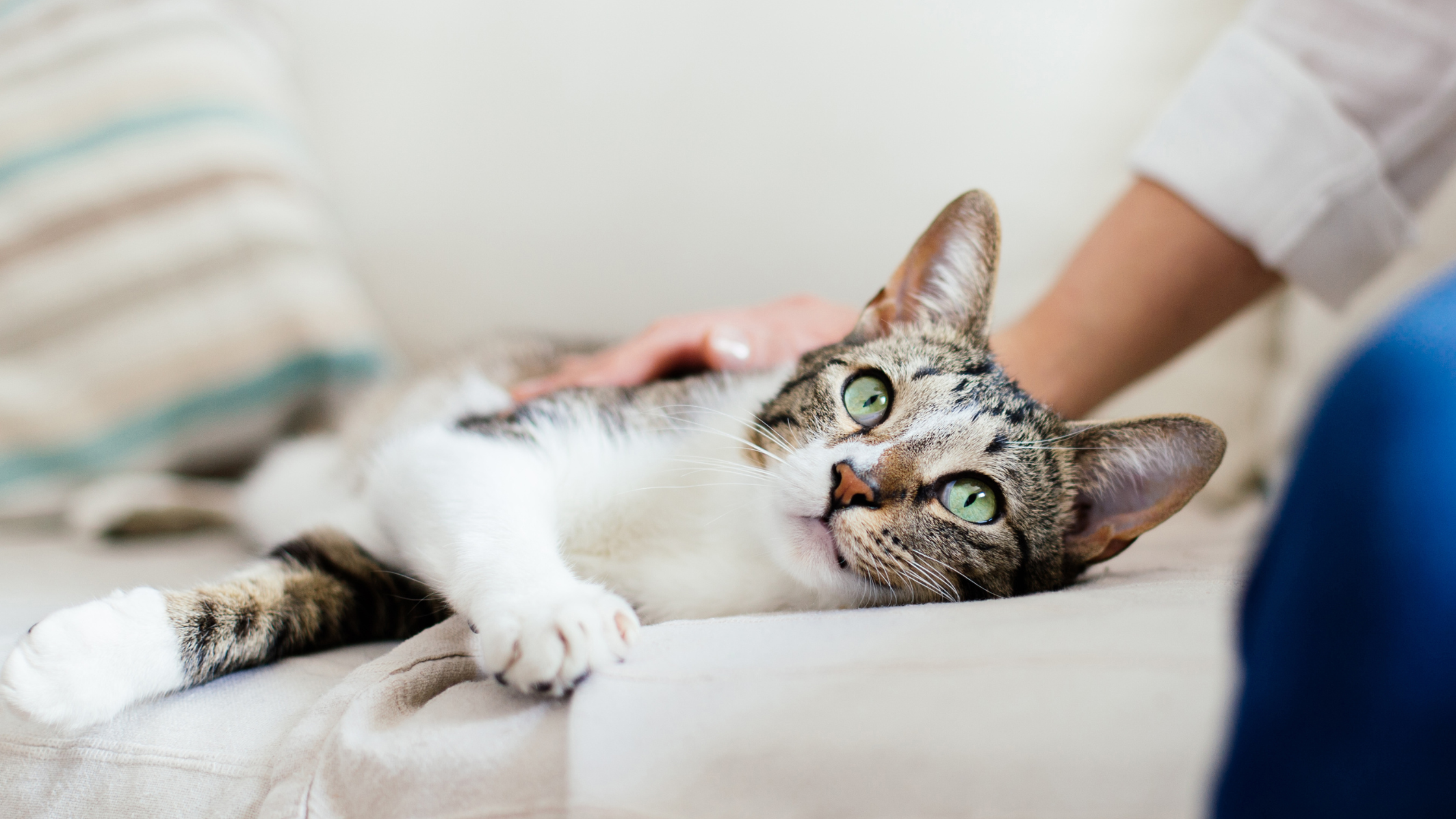 5 Ways to Improve Your Pet’s Health in the New Year