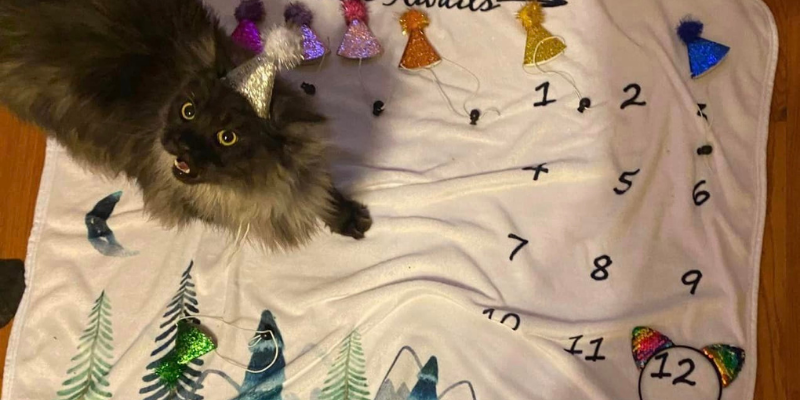 Fur-Tunately, stories of animal survival, Animal Emergency & Referral Center of Minnesota, veterinary specialist, veterinary referral center, Minnesota veterinary referral center, Twin Cities veterinary referral center, veterinary surgery, veterinary emergency vet, veterinary imaging, veterinary cardiology, veterinary neurology, veterinary dermatology, Twin Cities pet health