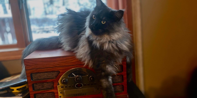 Fur-Tunately, stories of animal survival, Animal Emergency & Referral Center of Minnesota, veterinary specialist, veterinary referral center, Minnesota veterinary referral center, Twin Cities veterinary referral center, veterinary surgery, veterinary emergency vet, veterinary imaging, veterinary cardiology, veterinary neurology, veterinary dermatology, Twin Cities pet health