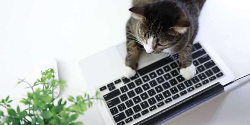 blogs, pet blog, pet health blog, Animal Emergency & Referral Center of Minnesota, Twin Cities pets, Minnesota pets, Saint Paul pets, Oakdale pets, Minnesota emergency vet, Twin Cities emergency vet, Minnesota veterinary referral center, Twin Cities veterinary referral center, veterinary blog