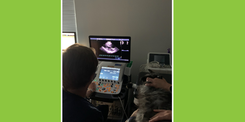 Fur-Tunately, stories of animal survival, Animal Emergency & Referral Center of Minnesota, veterinary specialist, veterinary referral center, Minnesota veterinary referral center, Twin Cities veterinary referral center, veterinary surgery, veterinary emergency vet, veterinary imaging, veterinary cardiology, veterinary neurology, veterinary dermatology, Twin Cities pet health