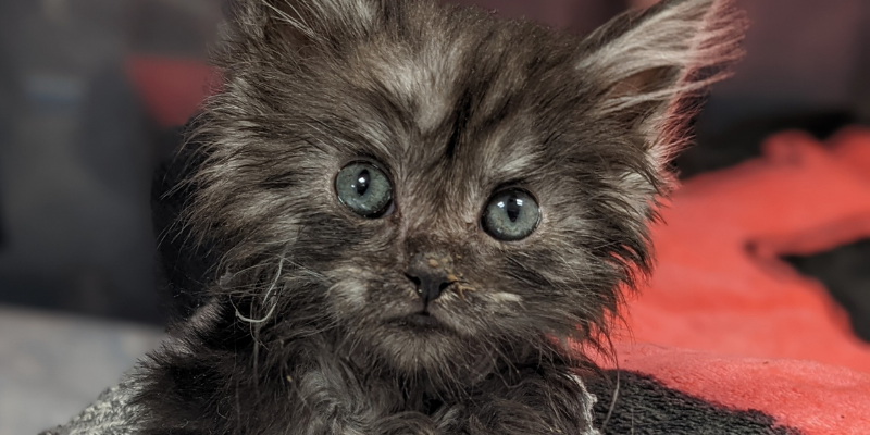 Fur-Tunately, stories of animal survival, Animal Emergency & Referral Center of Minnesota, veterinary specialist, veterinary referral center, Minnesota veterinary referral center, Twin Cities veterinary referral center, veterinary surgery, veterinary emergency vet, veterinary imaging, veterinary cardiology, veterinary neurology, veterinary dermatology, Twin Cities pet health