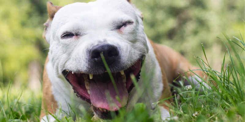 pet emergency, unproductive retching in pets, pet health, coughing in pets, nausea in pets, obstructed airway in pets, GDV, gastric dilatation and volvulus, emergency vet, Twin Cities emergency vet, Minnesota emergency vet, Animal Emergency & Referral Center of Minnesota