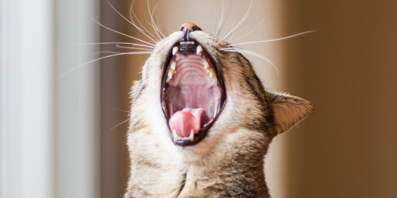 pet emergency, unproductive retching in pets, pet health, coughing in pets, nausea in pets, obstructed airway in pets, GDV, gastric dilatation and volvulus, emergency vet, Twin Cities emergency vet, Minnesota emergency vet, Animal Emergency & Referral Center of Minnesota