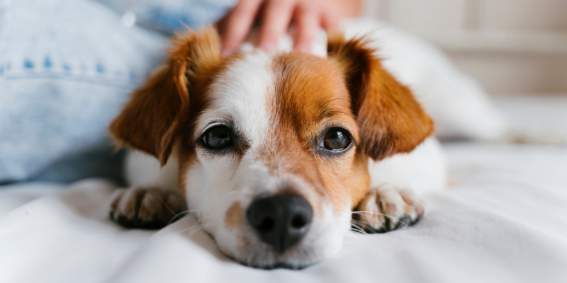 pet emergency, unproductive retching in pets, pet health, coughing in pets, nausea in pets, obstructed airway in pets, GDV, gastric dilatation and volvulus, emergency vet, Twin Cities emergency vet, Minnesota emergency vet, Animal Emergency & Referral Center of Minnesota