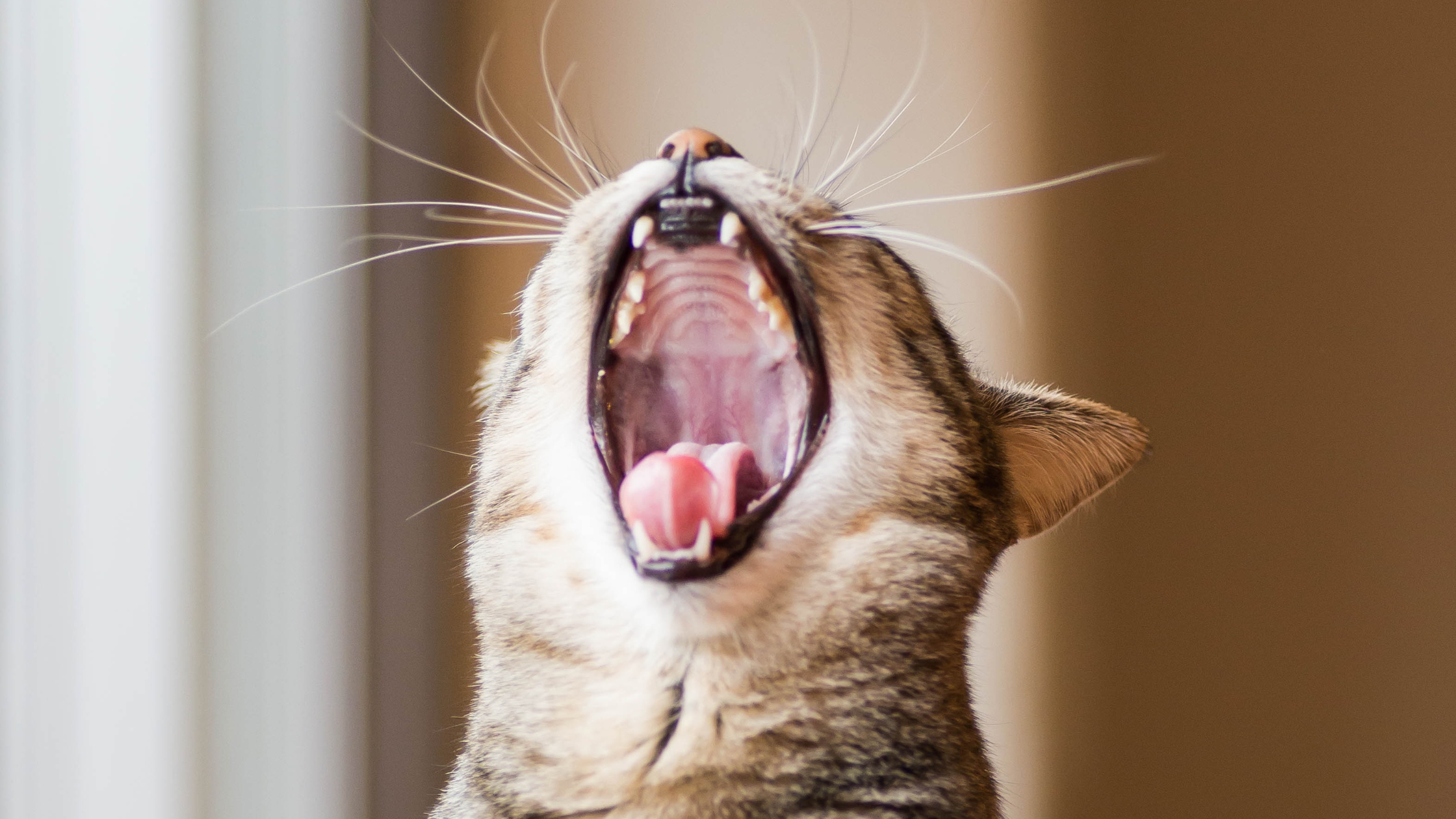 Unproductive Retching in Pets