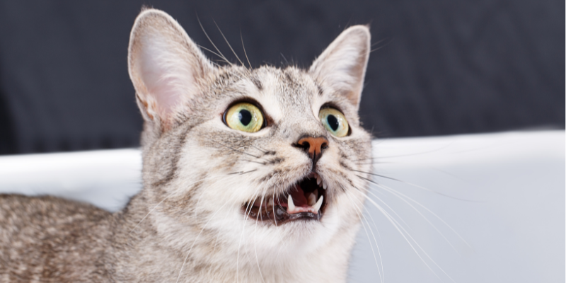 coughing in pets, dog coughing, cat coughing, pet cough, pet health, pet emergency, emergency vet, respiratory distress in pets, vomiting in pets, productive coughing in pets, non-productive coughing in pets, Animal Emergency & Referral Center of Minnesota