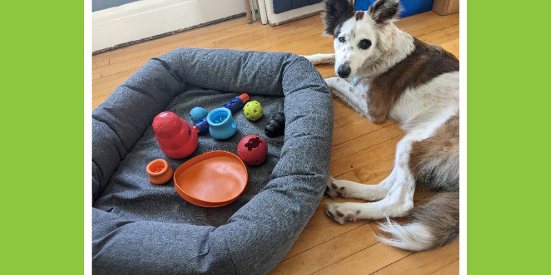 chew toys, dog chew toys, dog oral health, dog dentistry, dog mouth health, Animal Emergency & Referral Center of Minnesota, veterinary dentistry, Twin Cities veterinary dentistry, Minnesota veterinary dentistry, Dentistry & Oral Surgery, Twin Cities veterinary dentist, Minnesota veterinary dentist, board-certified veterinary dentist