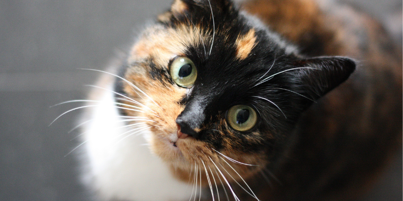 hyperthyroidism, cats, cat health, veterinary, Internal Medicine, Twin Cities veterinary internist, Minnesota veterinary internist, Animal Emergency & Referral Center of Minnesota, hyperthyroidism in cats, hyperthyroidism treatment options, I-131