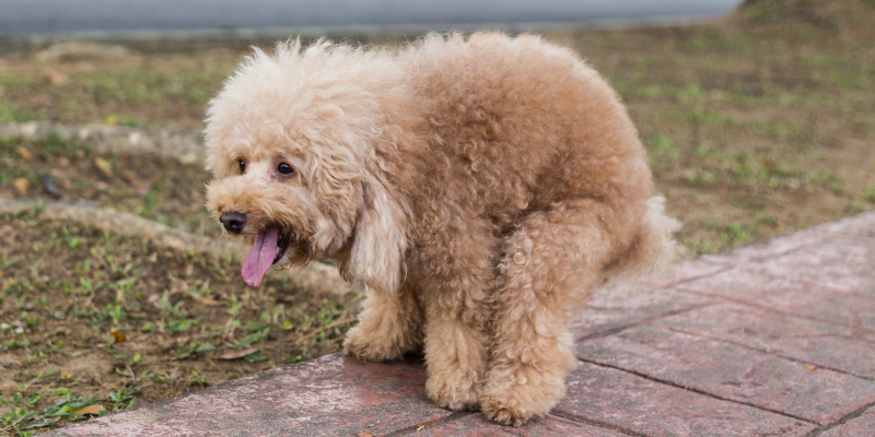 constipation in pets, my pet won't poop, my pet can't poop, pet health, emergency vet, Animal Emergency & Referral Center of Minnesota, veterinary medicine, vetmed, pet owners, pet parents