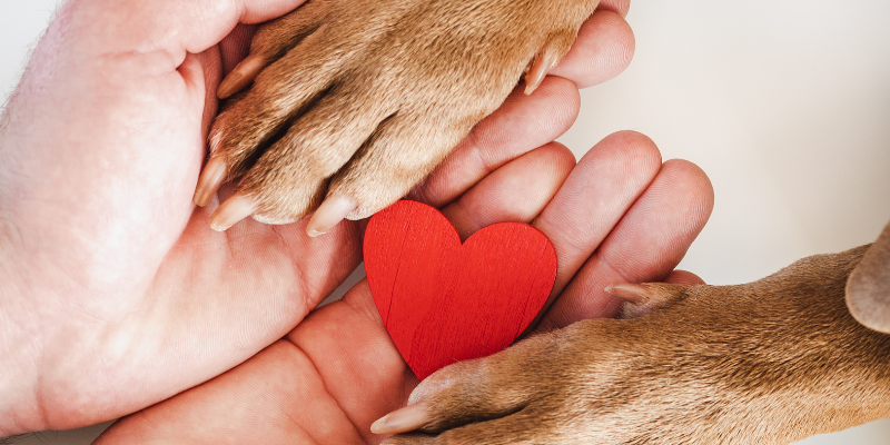 heart disease in pets, veterinary cardiology, pet heart health, pet cardiology, Twin Cities veterinary cardiologist, Minnesota veterinary cardiologist, Animal Emergency & Referral Center of Minnesota