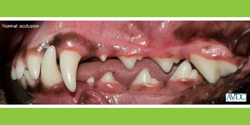 chew toys, dog chew toys, dog oral health, dog dentistry, dog mouth health, Animal Emergency & Referral Center of Minnesota, veterinary dentistry, Twin Cities veterinary dentistry, Minnesota veterinary dentistry, Dentistry & Oral Surgery, Twin Cities veterinary dentist, Minnesota veterinary dentist, board-certified veterinary dentist