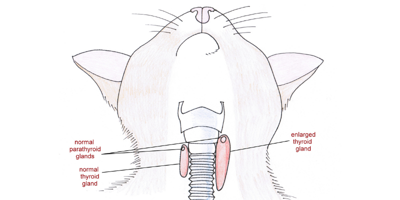 hyperthyroidism, cats, cat health, veterinary, Internal Medicine, Twin Cities veterinary internist, Minnesota veterinary internist, Animal Emergency & Referral Center of Minnesota, hyperthyroidism in cats, hyperthyroidism treatment options, I-131